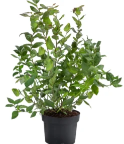 Schwarze Heidelbeere 'Black Pearl'