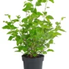 Schwarzer Maulbeerbaum