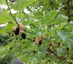 Schwarzer Maulbeerbaum
