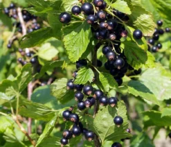 Schwarze Säulenjohannisbeere