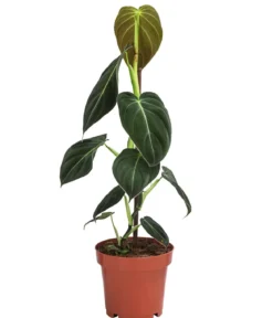 Schwarzgoldener Baumfreund - Philodendron melanochrysum am Kratistestab