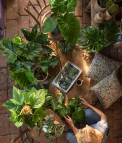 Schwarzgoldener Baumfreund - Philodendron melanochrysum am Kratistestab