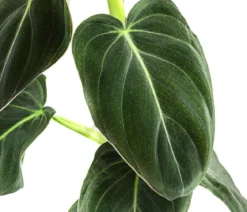 Schwarzgoldener Baumfreund - Philodendron melanochrysum am Kratistestab