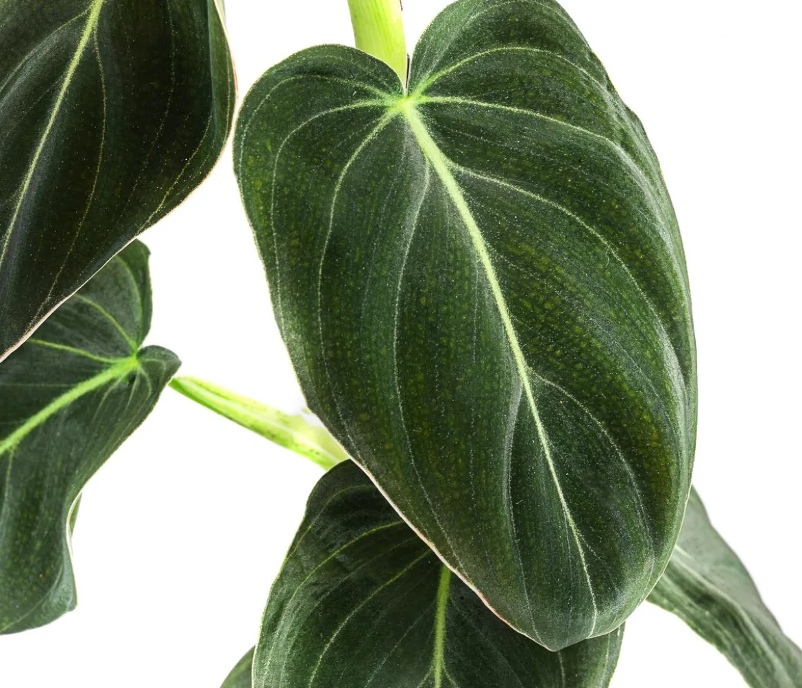 Schwarzgoldener Baumfreund - Philodendron melanochrysum am Kratistestab