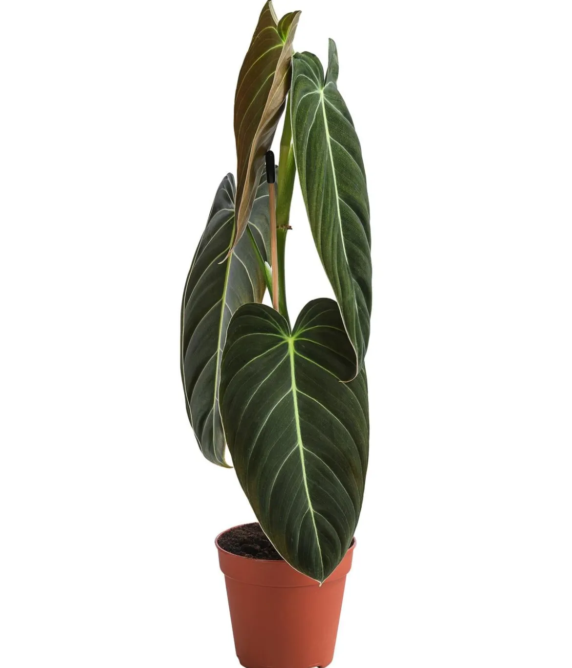 Schwarzgoldener Baumfreund - Philodendron melanochrysum