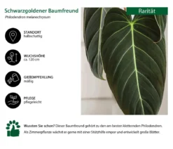 Schwarzgoldener Baumfreund - Philodendron melanochrysum