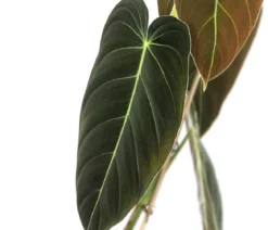 Schwarzgoldener Baumfreund - Philodendron melanochrysum