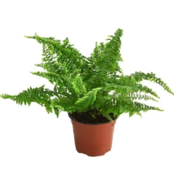 Schwertfarn - Nephrolepis exaltata 'Corditas'