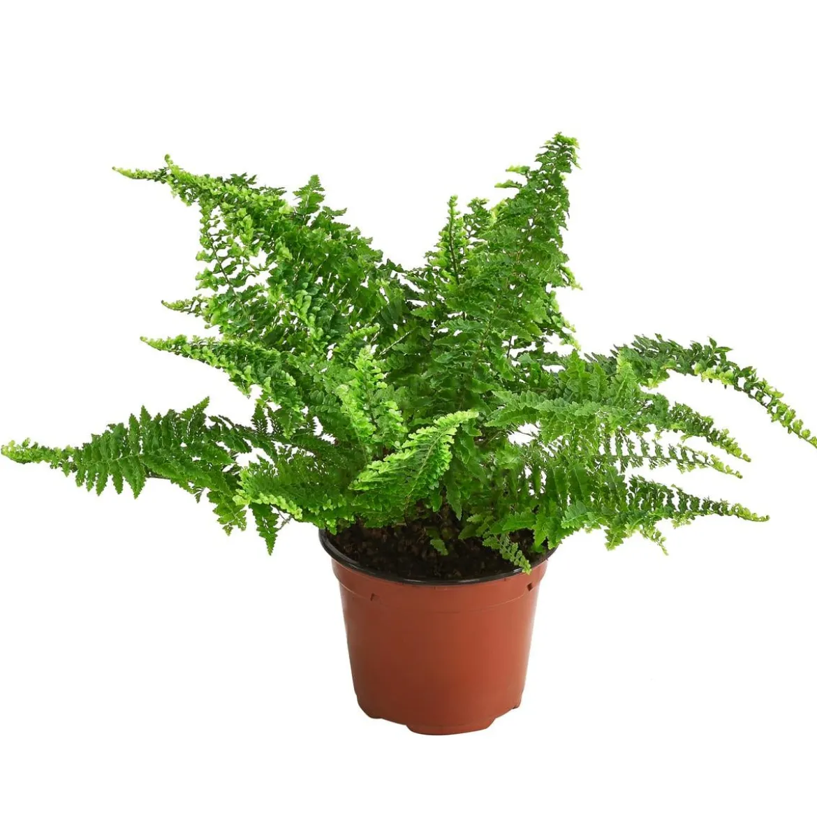 Schwertfarn - Nephrolepis exaltata 'Corditas'