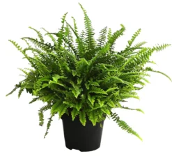 Schwertfarn - Nephrolepis exaltata 'Green Lady'