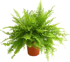Schwertfarn - Nephrolepis exaltata 'Sonata'