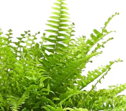 Schwertfarn - Nephrolepis exaltata 'Sonata'