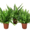 Schwertfarn - Nephrolepsis exaltata, 3er-Set