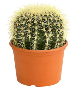 Schwiegermuttersitz - Echinocactus grusonii