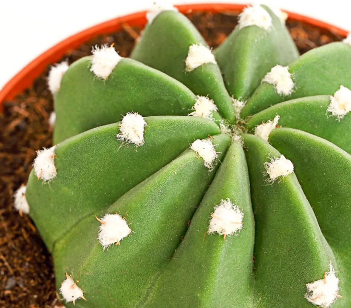 Seeigelkaktus - Echinopsis multiplex