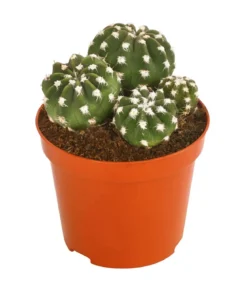 Seeigelkaktus - Echinopsis multiplex