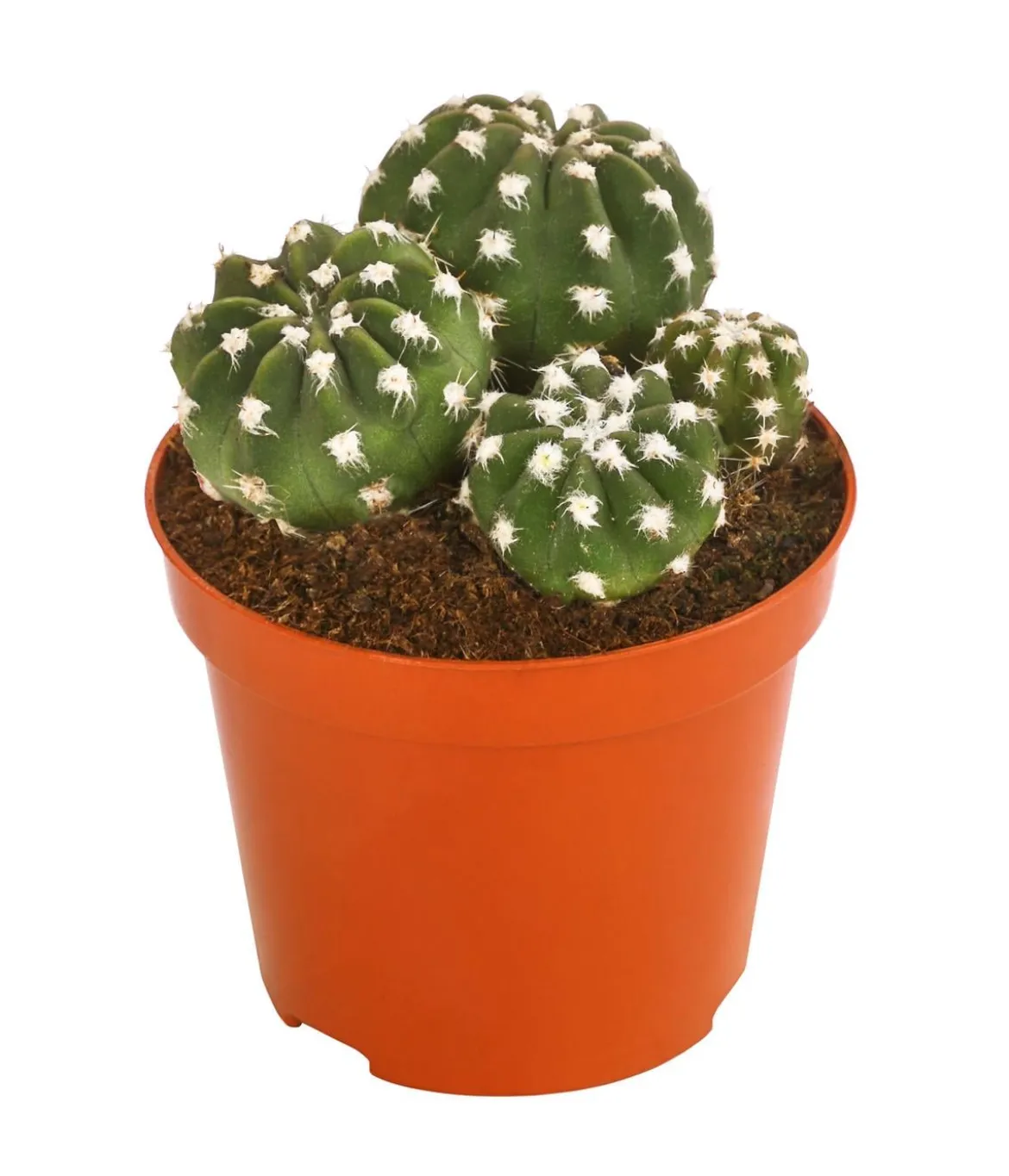 Seeigelkaktus - Echinopsis multiplex