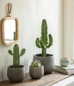 Seeigelkaktus - Echinopsis multiplex