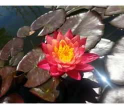 Seerose 'Aurora'