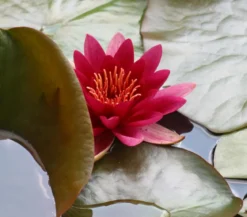Seerose, ca. Ø11 cm