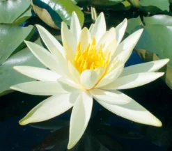 Seerose, ca. Ø11 cm