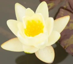 Seerose, ca. Ø11 cm