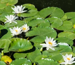 Seerose, ca. Ø11 cm