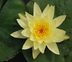 Seerose, ca. Ø14 cm