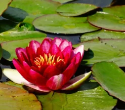Seerose, ca. Ø14 cm