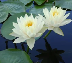 Seerose 'Gonnere'