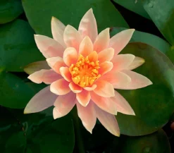 Seerose 'Sioux'