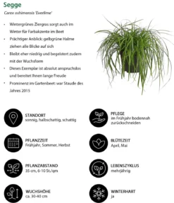 Segge 'Everlime'