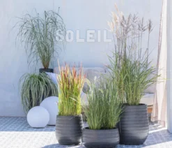 Segge 'Feather Falls®'