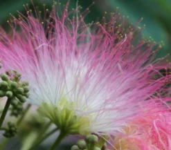 Seidenbaum 'Ombrella'
