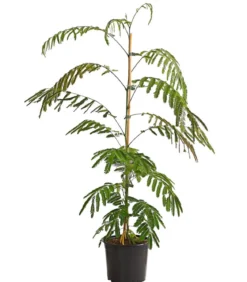 Seidenbaum 'Ombrella'