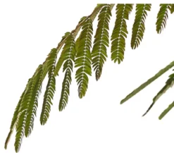 Seidenbaum 'Ombrella'