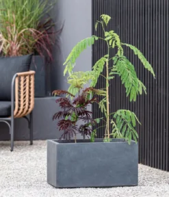 Seidenbaum 'Summer Chocolate'