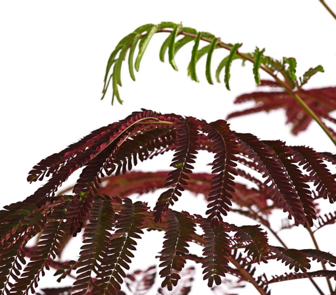 Seidenbaum 'Summer Chocolate'