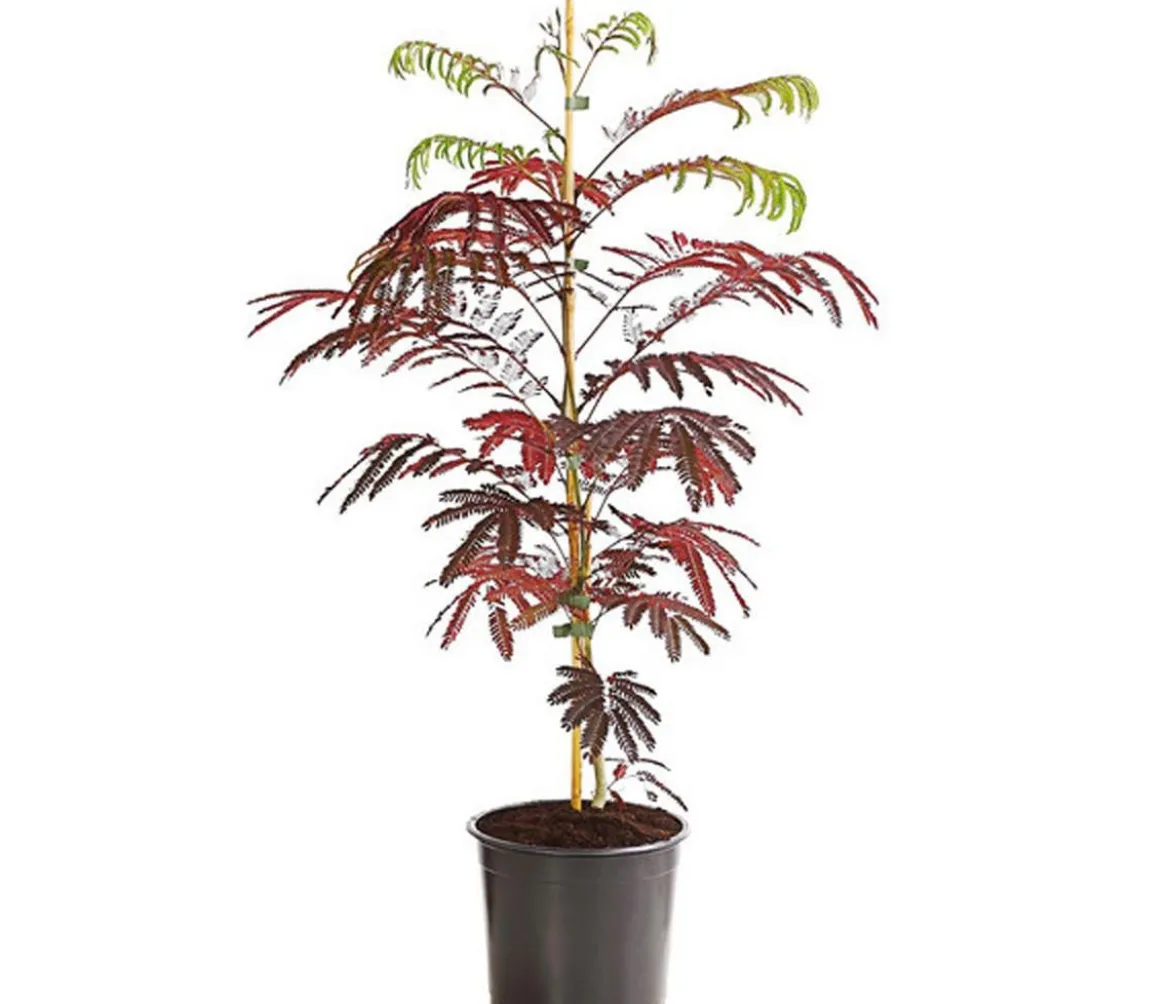 Seidenbaum 'Summer Chocolate'