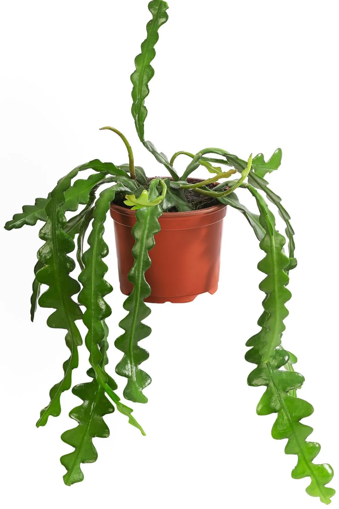 Sägeblattkaktus - Epiphyllum anguliger