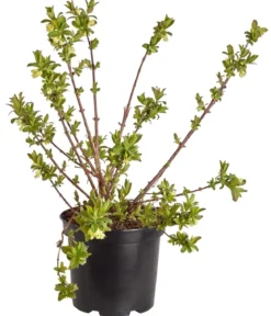 Sibirische Blaubeere 'MyBerry® Sweet'
