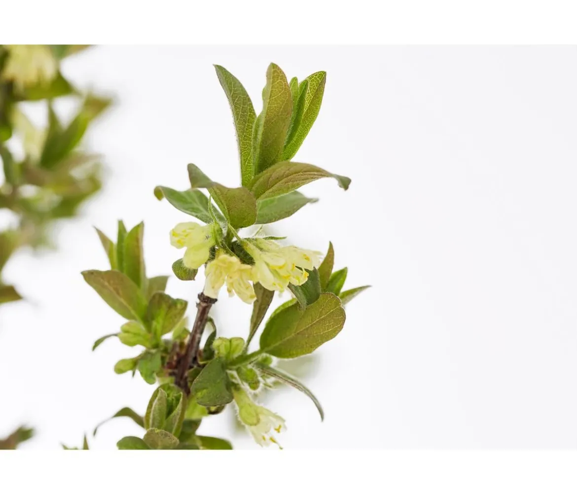 Sibirische Blaubeere 'MyBerry® Sweet'