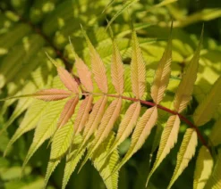 Sibirische Fiederspiere 'Sem'
