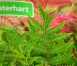 Sibirische Fiederspiere 'Sem'
