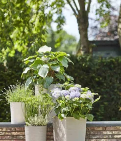 Siena Garden Kunststoff-Topf ECO Nizza, konisch, ca. B25/H46,5/T25 cm