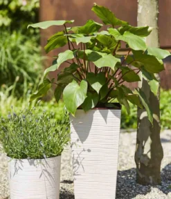 Siena Garden Kunststoff-Topf ECO Nizza, konisch, ca. B25/H46,5/T25 cm