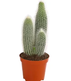 Silberkerzenkaktus - Cleistocactus strausii