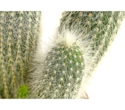 Silberkerzenkaktus - Cleistocactus strausii