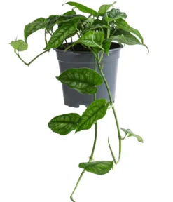 Silbermonstera - Monstera siltepecana