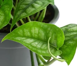 Silbermonstera - Monstera siltepecana